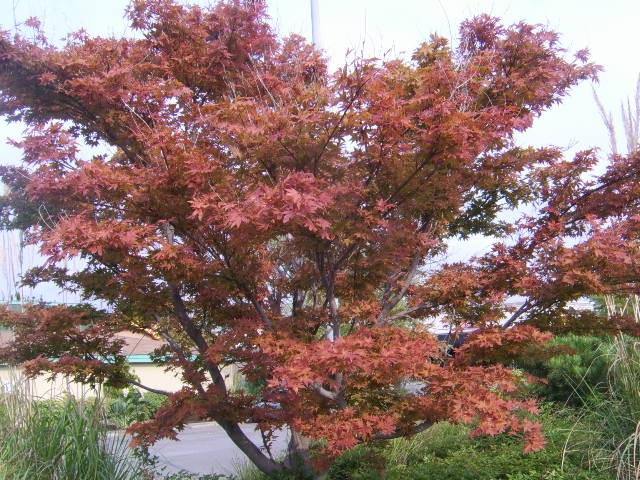 Arce japonés Fireglow - Acer palmatum Fireglow - El Nou Garden