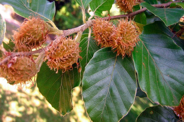 Haya común - Fagus sylvatica