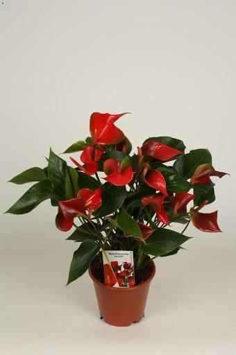 Anturio Nano Red - Anthurium - El Nou Garden
