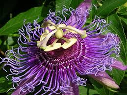 Flor de la pasión - Pasiflora - Passiflora incarnata