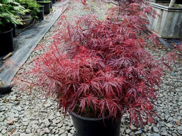 Arce japonés Crimson Queen - Acer palmatum dissectum Crimsom Queen - El Nou Garden