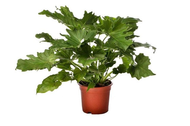 philodendron paraguayo Filodèndre Paraguaià