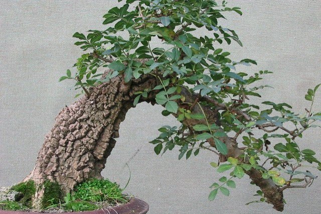 Fresno de hojas estrechas - Fraxinus angustifolia - Bonsai  El Nou Garden