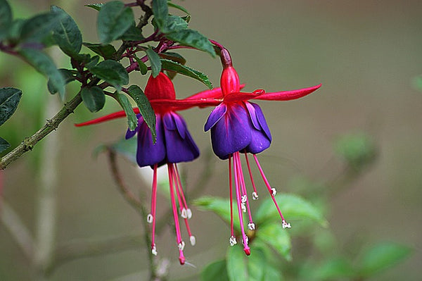 Fucsia - Fuchsia híbrida - Pendientes de la reina