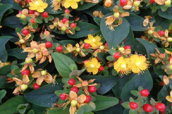 Hipérico Red Flame - Hypericum inodorum