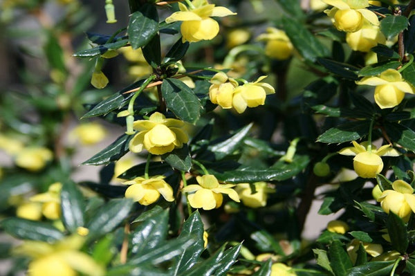 Agracejo de hoja pálida Jytte - Berberis candidula