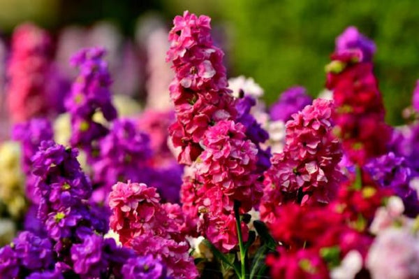 Alhelí - Matthiola incana