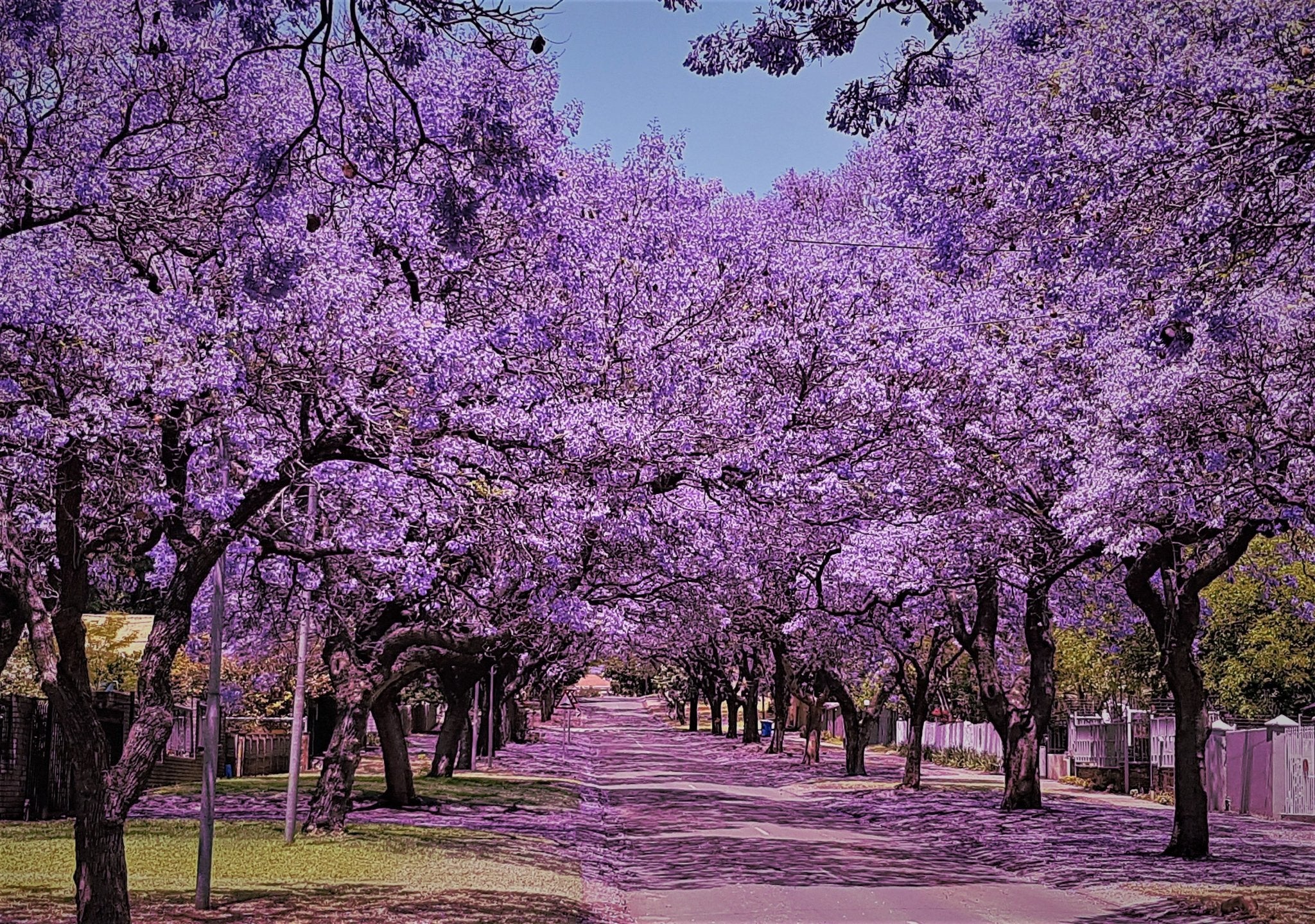 Jacaranda Jacaranda Mimosifolia Flamboyant Azul El Nou Garden jacaranda-jacaranda-mimosifolia-flamboyant-azul-el-nou-garden