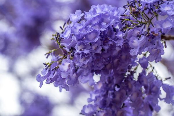 Jacaranda - Jacaranda mimosifolia - Flamboyant azul
