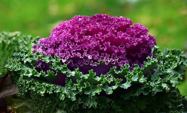 Col de jardín - Brassica oleracea - Pack 10 plantas - El Nou Garden