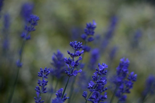 Lavanda Blue Scent - Lavandula angustifolia