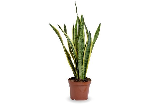 sansevieria nombre científico Lengua de suegra