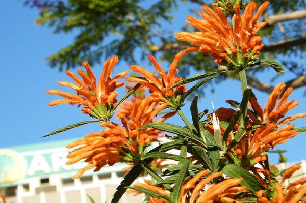 Cola de león - Leonotis leonurus