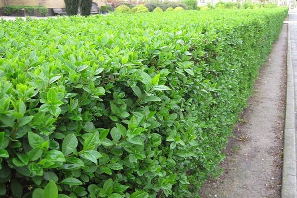 Alheña - Ligustrum ovalifolium