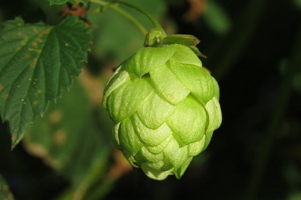 Lúpulo - Humulus lupulus