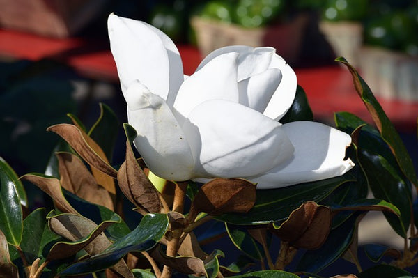 Magnolia común Gallisonensis - Magnolia grandiflora