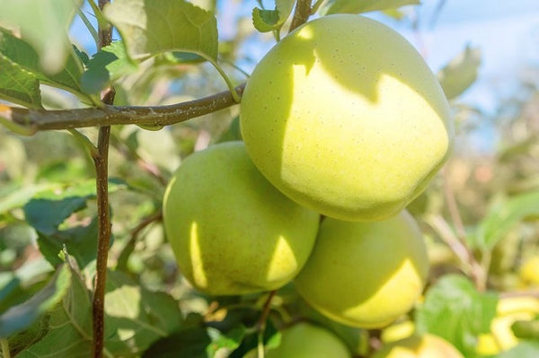 Manzano Golden - Malus domestica