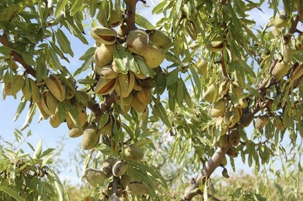 Almendro Marcona - Prunus dulcis