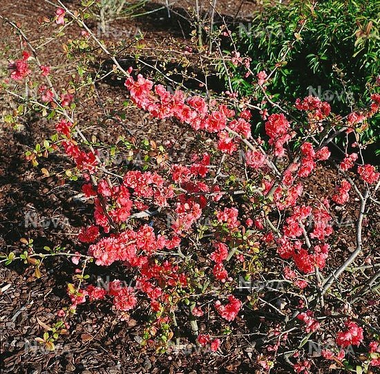 Arç del Japó Falconnet Charlet - Chaenomeles speciosa - Codonyer – El ...