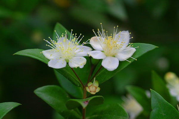 Mirto común - Myrtus communis subsp. communis