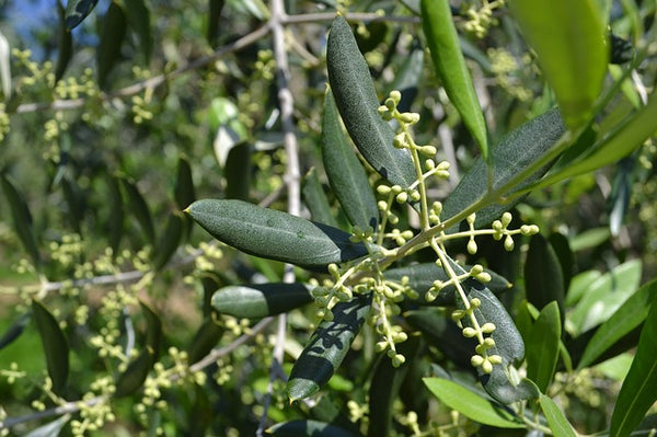 Olivo - Olea europaea