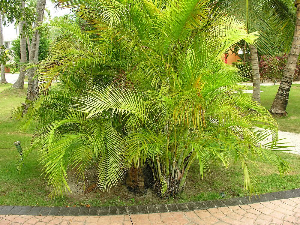 palma areca pequeña Palma areca