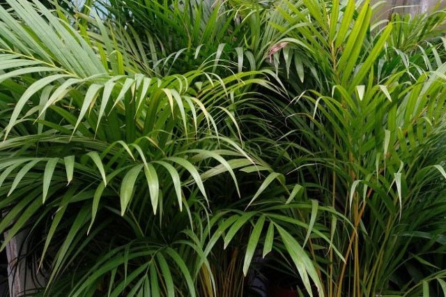 palma areca pequeña Palma areca