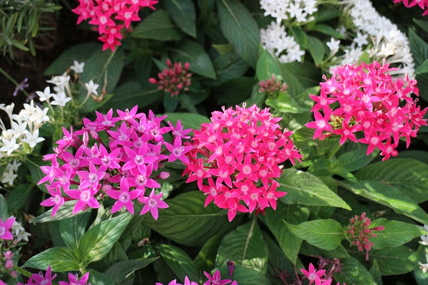 Pentas lanceolata