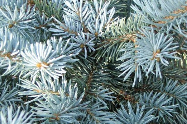 Pícea azul Glauca - Picea pungens