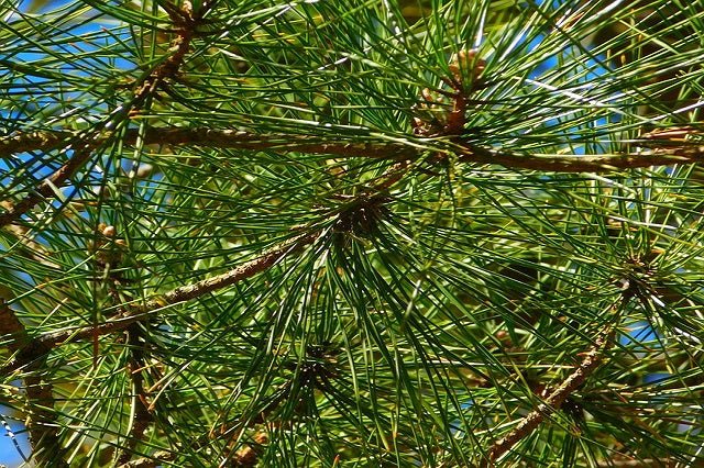 Pino piñonero - Pinus pinea – El Nou Garden