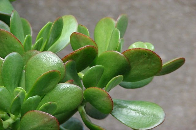 planta de jad Planta de jade - Crassula ovata