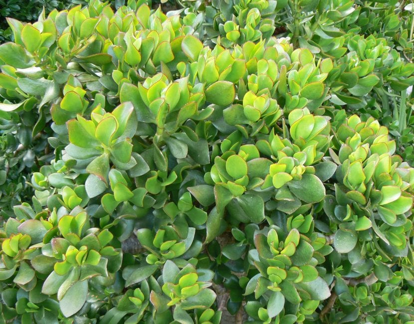 plantas de jade Planta de jade