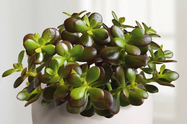 que es la planta de jade Planta de jade Minor