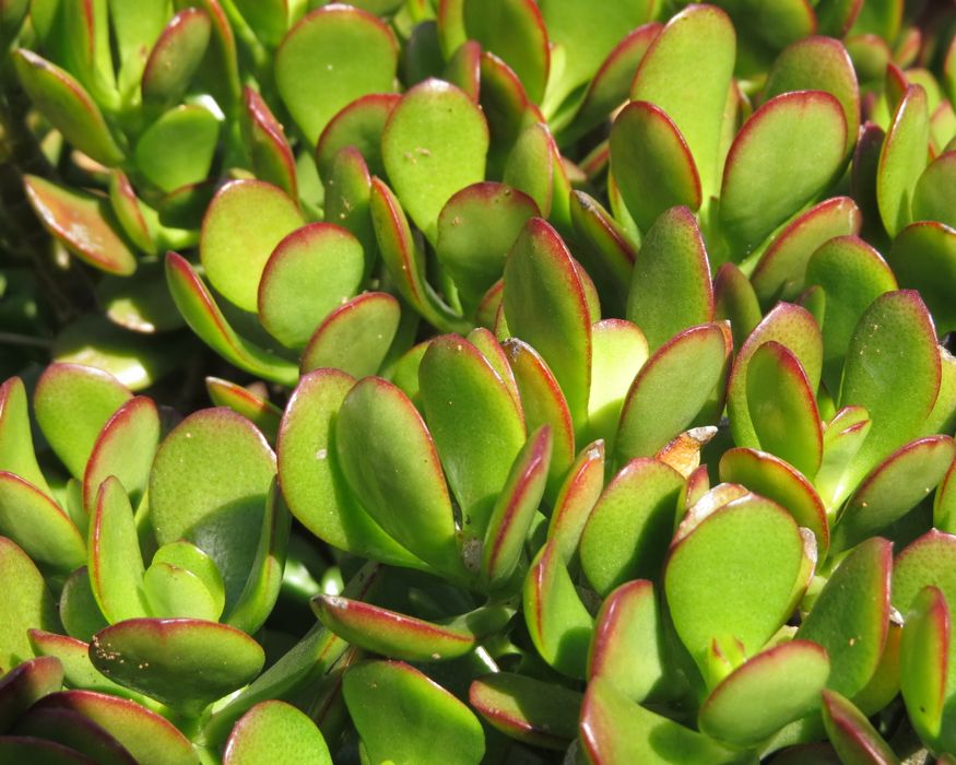 fotos de planta jade Planta de jade tricolor