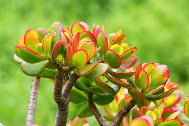 Planta de jade tricolor