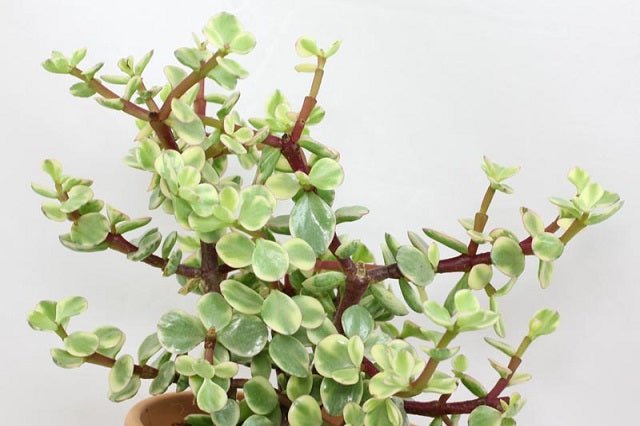 variedades de jade planta Planta de jade variegada