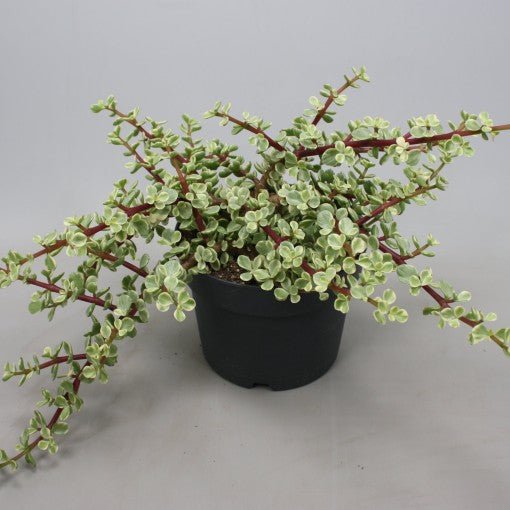 planta suculenta jade Planta de jade variegada