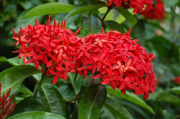 Llama de los bosques - Ixora coccinea