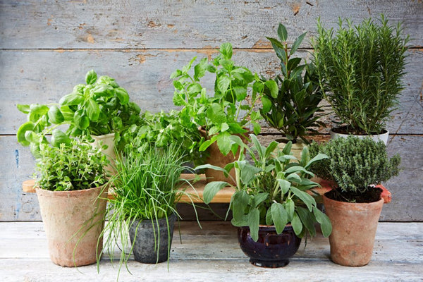 Pack 15 plantas aromáticas, medicinales y culinarias 11 cm a escoger