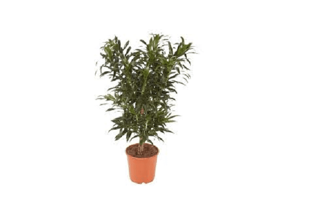 dracaena reflexa planta Pleomela