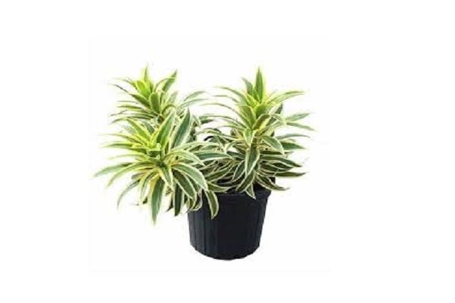 dracaena reflexa planta Pleomela Song of India