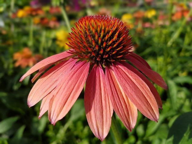 Equinácea Summer colors - Echinacea purpurea - El Nou Garden