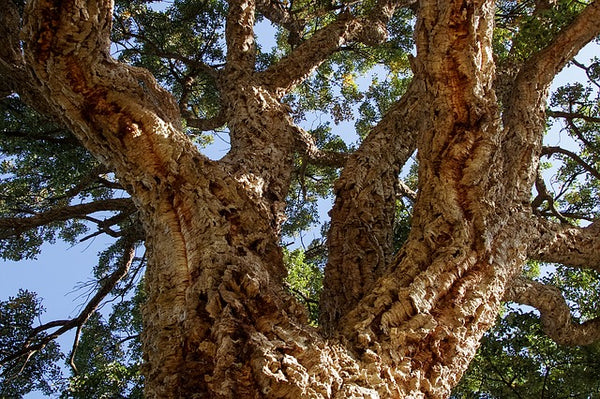 Alcornoque - Quercus suber