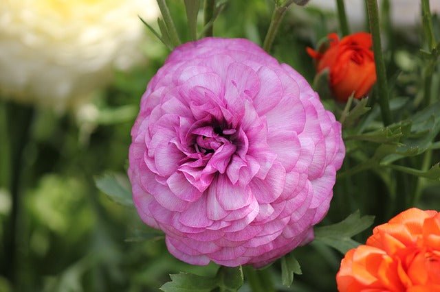 Ranúnculo - Ranunculus asiaticus – El Nou Garden