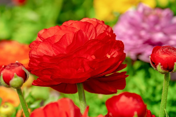 Ranúnculo - Ranunculus asiaticus