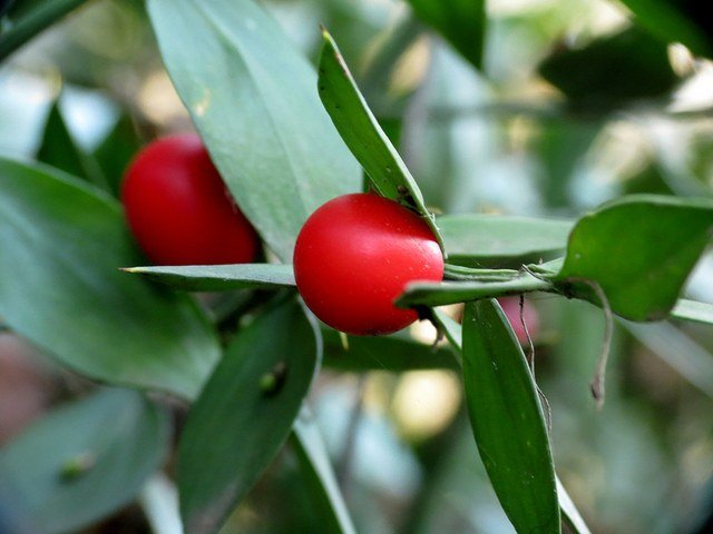 Rusco - Ruscus aculeatus – El Nou Garden