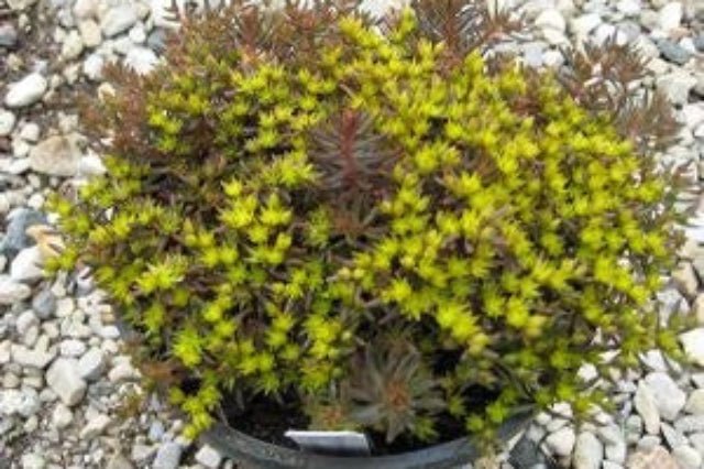 chocolate ball succulent Sedo Chocolate Ball
