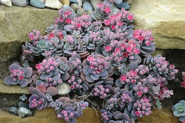 Sedo Color Sedo híbrido Sunsparkler Blue Elf - Sedum – El Nou Garden
