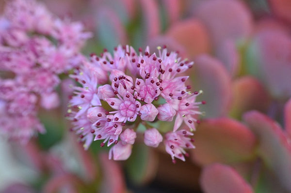 Sedo sieboldii - Sedum