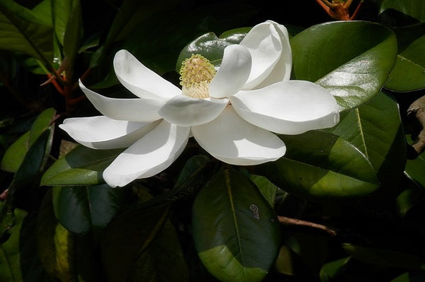 Magnolia común Compacta - Magnolia grandiflora